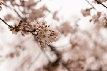 枝垂れ桜　千葉県市川市