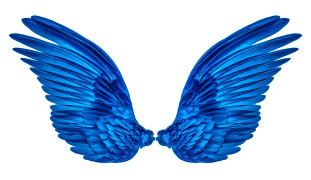 blue wings of bird on white background