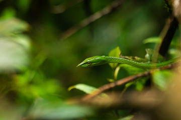 common vine snake