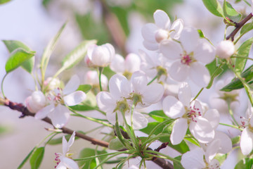 Branches of blossoming apricot macro