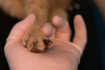 cat with his broken finger at the veterinarian