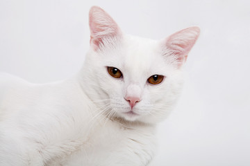 Isolated surprise cat white on wooden background. Portrait.