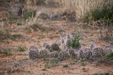 Fototapeta premium Southwest