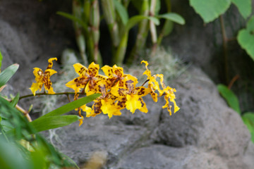flowers, yellow, leafs, grey