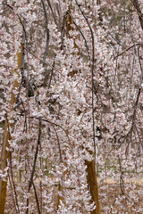Fototapeta premium 枝垂れ桜 千葉県市川市
