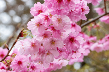 桜の花　陽光　千葉県市川市