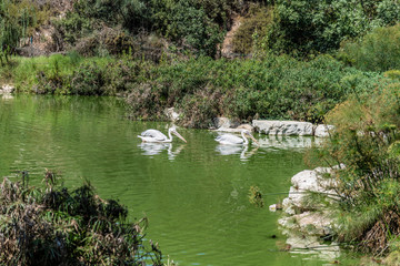Fototapeta na wymiar Two pelicans swim side by side in the lake