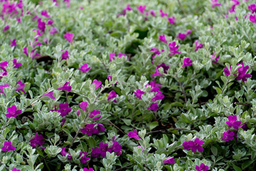Leucophyllum frutescens or Neon flowers sprinkled with purple-pink flowers.