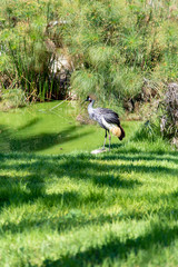 The Crested Crane (grey crowned crane) standing by the lake