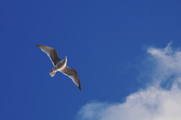 Flying sea gull with a cloud
