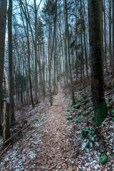 Fototapeta premium Kleiner Pfad/Wanderweg durch einen bayrischen Wald im winter