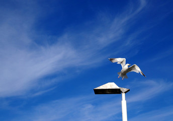 Flying sea gull with a lantern