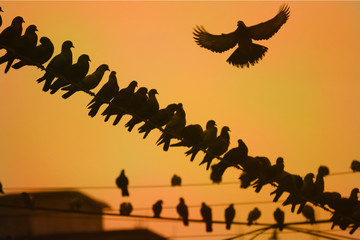 Sunset and pigeons