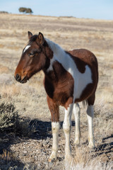 Wild Horse Foal in Utah in Winter