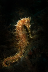 Obraz na płótnie Canvas Seahorse (Hippocampus histrix) from Ambon bay, Indonesia