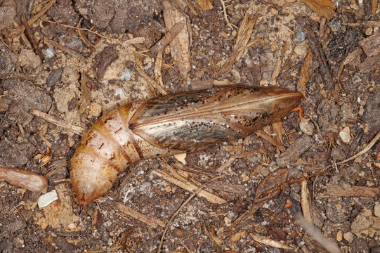 Hippotion celerio (LINNAEUS, 1758) Gro&szlig;er Weinschw&auml;rmer , Puppe Spanien (Zuchtstamm) 21.05.2014
