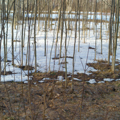 Young trees in a park