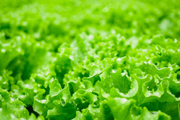Closeup Fresh organic green leaves lettuce salad plant in hydroponics vegetables farm system
