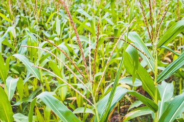 Corn plant with green leaves growth in agriculture field outdoor