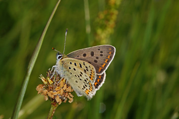Lycaena tityrus (PODA, 1761) Brauner Feuerfalter , Männchen DE, NRW, Eifel, Blankenheim 19.05.2014
