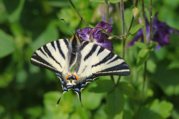 Iphiclides podalirius (LINNAEUS, 1758) Segelfalter DE, RLP, Mosel, Kr&ouml;v 11.05.2014