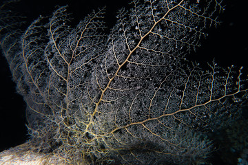Coral reefs and water plants in the Red Sea, Eilat Israel