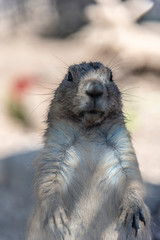 Two marmots are lying next to each other