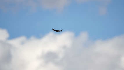 Wildlife
