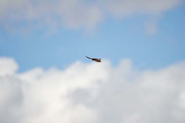 Wildlife