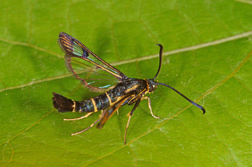 Synanthedon tipuliformis (CLERCK, 1759) Johannisbeer-Glasflügler DE, NRW, Leverkusen 25.05.2014