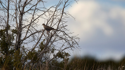Obraz premium Wildlife