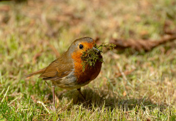 Robin with moss in it's beak for building a nest
