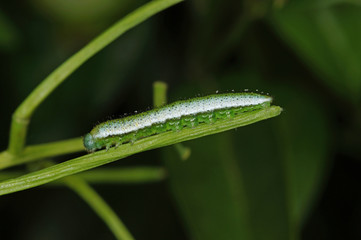 Anthocharis cardamines (LINNAEUS, 1758) Aurorafalter, Raupe DE, NRW, Leverkusen 11.05.2014