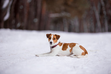 Jack Russell Terrier breed dog with winter forest