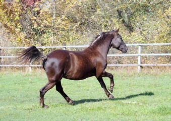 The Silvery-black pony vigorously gallops on the shelter