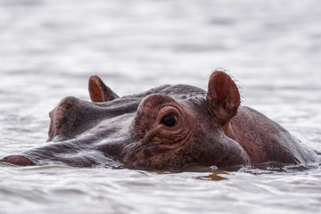 Fototapeta premium Portrait Hyppo in Chamo lake