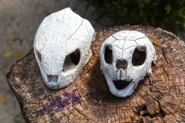 Pair of Marine Sea Turtle Skulls on a Tree Stump