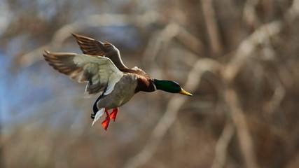 Obraz premium Wildlife