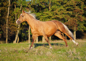 The  elegant palomino mare vigorously gallops on a wood edge