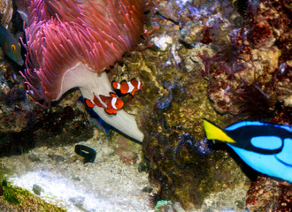 Fototapeta na wymiar clown fish, aquarium, orange, black, white, yellow blue, Nemo, Marlin, Sea anemone