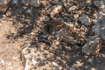 Deers laying down and rest with pigeons and mynas. Deers eating grass on a hot day.