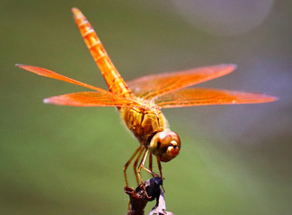 dragonfly on a branch