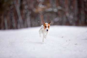 Jack Russell Terrier breed dog with winter forest