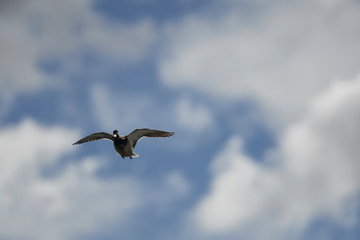 Wildlife