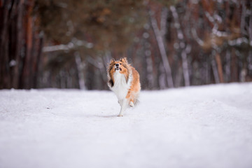 dog, white, sheltie, background, winter, portrait, cute, beautiful, park, nature, forest, toy, breed, red, happy, fun, outdoor, animal, cold, snow, black, funny, pet, coat, sheepdog