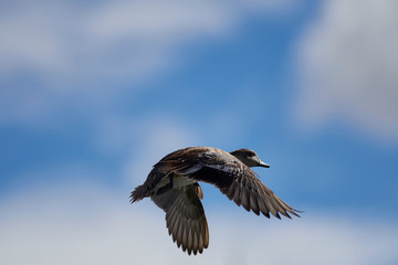 Wildlife