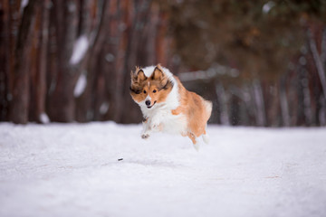 dog, white, sheltie, background, winter, portrait, cute, beautiful, park, nature, forest, toy, breed, red, happy, fun, outdoor, animal, cold, snow, black, funny, pet, coat, sheepdog
