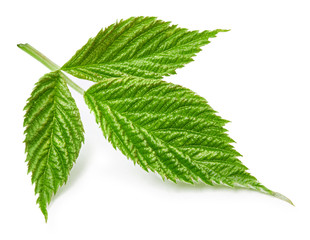 Raspberry leaf isolated