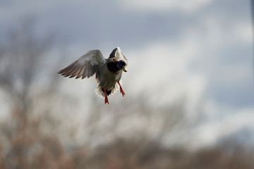 Wildlife