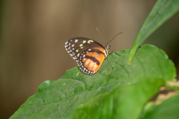 monarch butterfly, orange, brown, leaf, green